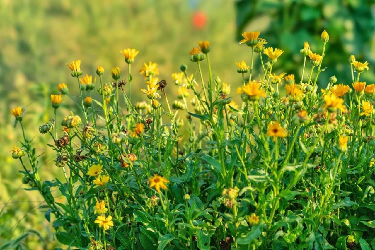 Oz - Obecana Zemlja Permaculture Homestead ブラガイ エクステリア 写真