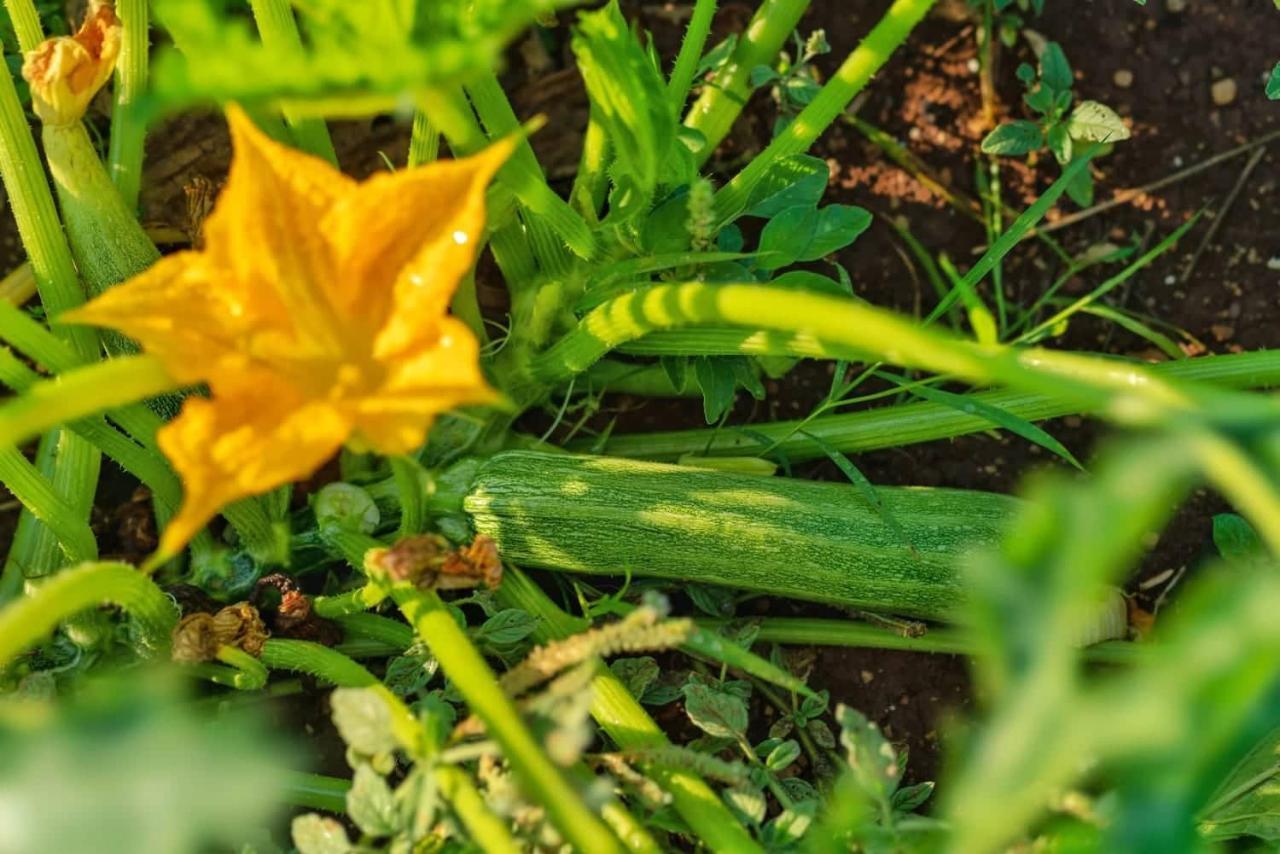 Oz - Obecana Zemlja Permaculture Homestead ブラガイ エクステリア 写真